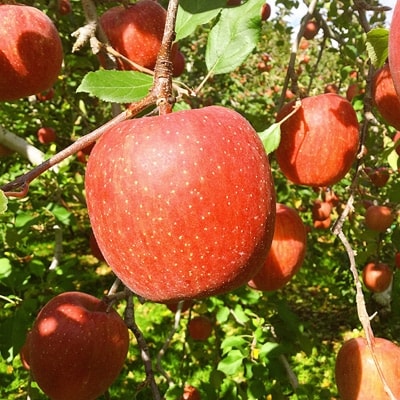【1月発送】十和田深持りんご【サンふじ】10kg(中玉40個)