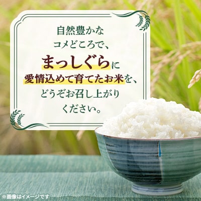 【令和7年産】十和田市産米「まっしぐら」精米 10kg(5kg2袋)