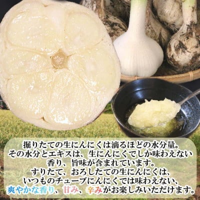 青森県産 厳選 幻の生にんにく 6玉 収穫後2週間のみ限定出荷! サイズ混合(M～2Lサイズ)