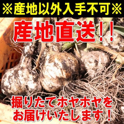青森県産 厳選 幻の生にんにく 5玉 収穫後2週間のみ限定出荷! サイズ混合(M～2Lサイズ)