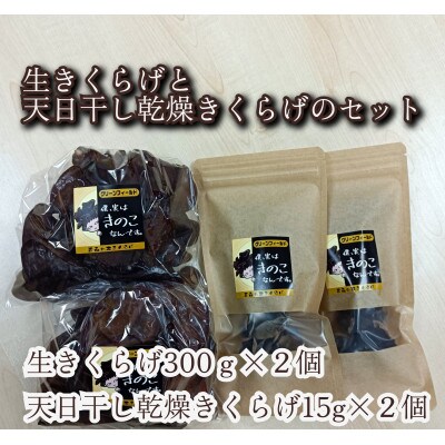 八甲田の恵　青森の本きくらげ　【生】300g×2パック、【乾燥】15g×2パック入セット