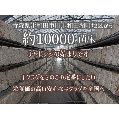 八甲田の恵　青森の本きくらげ　【生】300g×2パック、【乾燥】15g×2パック入セット