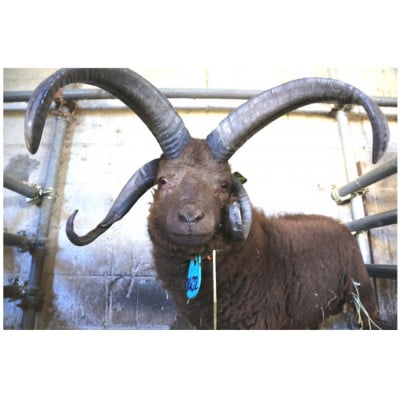 幻の国産ラム 青森県十和田市産 マンクスロフタン 200g 【年間5頭限定】 仔羊 手切り 焼肉用