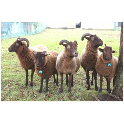 幻の国産ラム 青森県十和田市産 マンクスロフタン 200g 【年間5頭限定】 仔羊 手切り 焼肉用