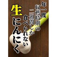 【先行受付】人生に一度は食べてみたい!掘りたて青森県産「生」にんにく1kg【2023年6月より発送】