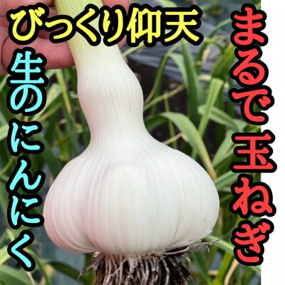 青森生にんにく16玉★年に1度、収穫時期しか食べられない逸品です★