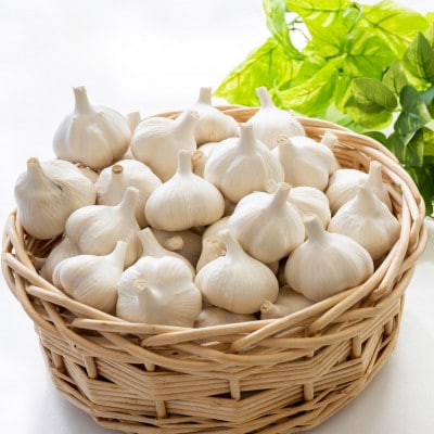 【さとふる限定】【テレビ紹介】日本一の産地・青森十和田 王様にんにく「白玉王」中小玉 1.5kg