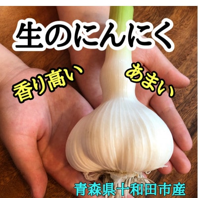【テレビ紹介】青森 幻の生にんにく10玉|農家直送・収穫期だけの限定品