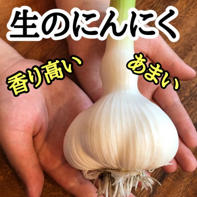 【テレビ紹介】青森 幻の生にんにく 9玉|農家直送・収穫期だけの限定品