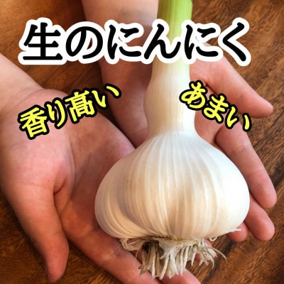 【テレビ紹介】青森 幻の生にんにく 2玉(大中玉・サイズ混合)|農家直送・収穫期だけの限定品