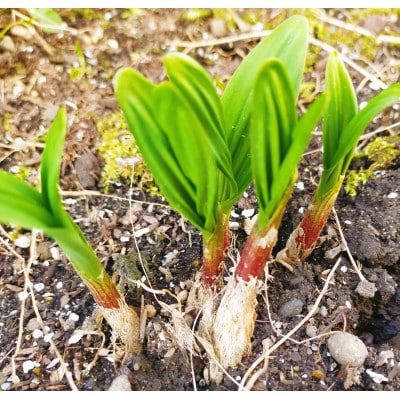 【母からの仕送り】青森県十和田市産 山菜セット[2～5種類(種類おまかせ)]　1箱