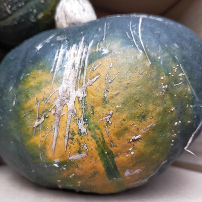 【秋の味覚】青森県産かぼちゃ 2種(メルヘン・雪化粧) 2kg(各1kg)　カット済み