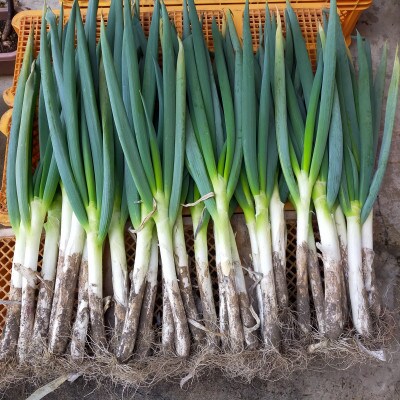 【畑でまっすぐ】青森県十和田市産　長ネギ　焼き・鍋の主役に　4kg