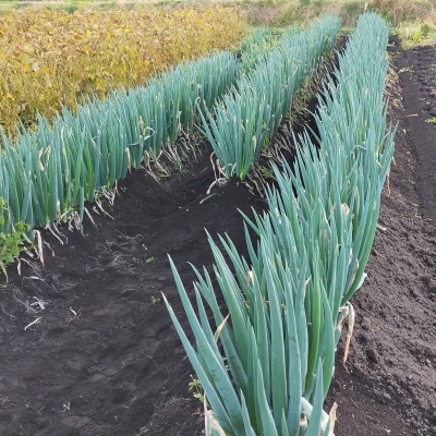 【畑でまっすぐ】青森県十和田市産　長ネギ　焼き・鍋の主役に　4kg