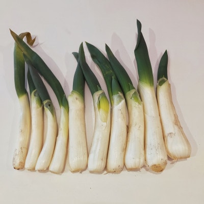 【トロトロ食感】青森県十和田市産 下仁田ネギ(雷帝下仁田) 1.5kg