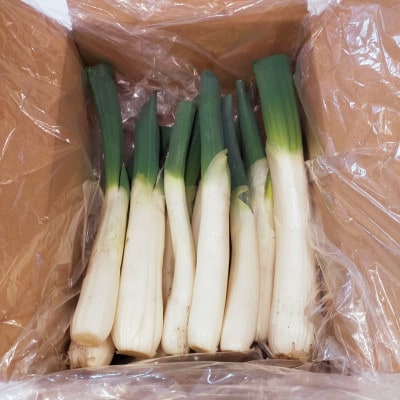 【トロトロ食感】青森県十和田市産 下仁田ネギ(雷帝下仁田) 1.5kg