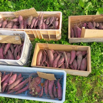 【4か月以上熟成】青森県十和田産さつまいも食べ比べ(シルクスイート/鳴門金時/栗かぐや)4kg