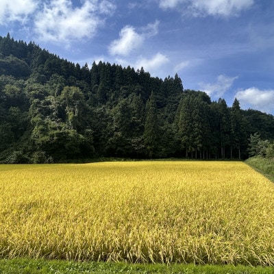 【令和7年産】青森県産まっしぐら玄米30kg