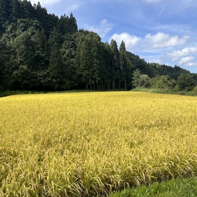 【令和7年産】青森県産 はれわたり 玄米 5kg