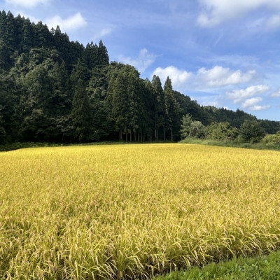 【令和7年産】青森県産 まっしぐら 玄米 10kg