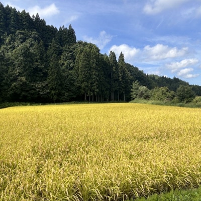 【令和7年産】青森県産 まっしぐら 玄米 5kg