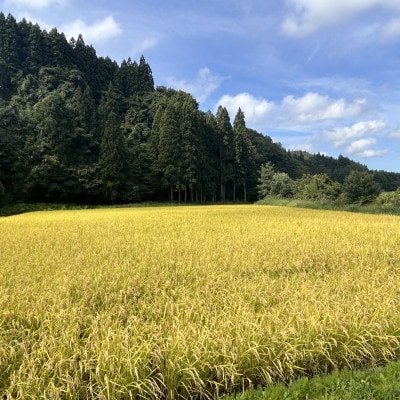 【令和7年産】青森県産 はれわたり 玄米 10kg
