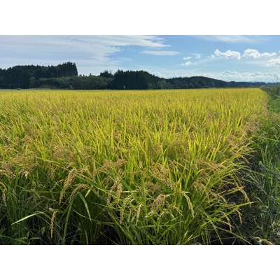 【令和7年産】はれわたり30kg(玄米)