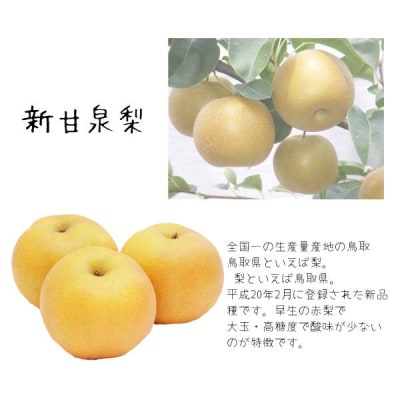 鳥取県産 新甘泉梨(贈答用) 赤秀 5kg詰(いまる)