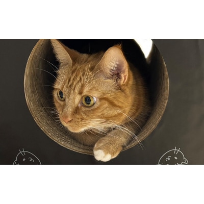 ねこトンネル～Cat Tonneru House～[No.5704-0830]