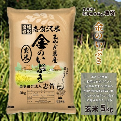 【令和7年産新米】志賀沢米 玄米 金のいぶき 5kg  [No.5704-0509]
