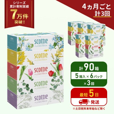 定期便 ティッシュ スコッティ  90箱 (5箱×6P)《計3回》[No.5704-1133]