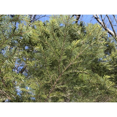 ≪値上げ予定≫アウトドアブレンドオイル-Adventure Begins-_250202