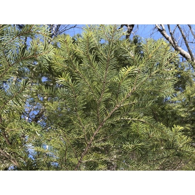 アウトドアブレンドオイル-Adventure Begins-_H0025-100