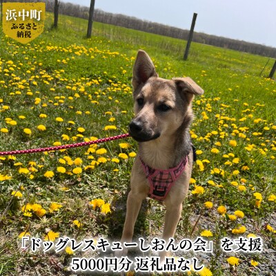 【野犬の保護活動】浜中町「ドッグレスキューしおんの会」を支援　5000円分 返礼品なし | ふるさと納税のお礼品