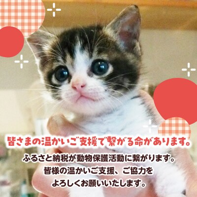 【動物愛護ボランティア】「ポラリス☆はまなか」支援 100000円分 返礼品なし_H0048-009