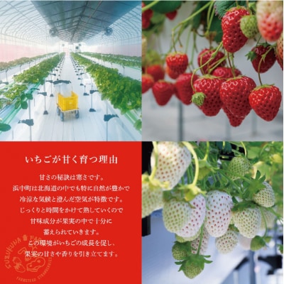 《数量限定》赤白いちごの贅沢食べ比べセット(合計2パック) BELL RICH_H0049-001