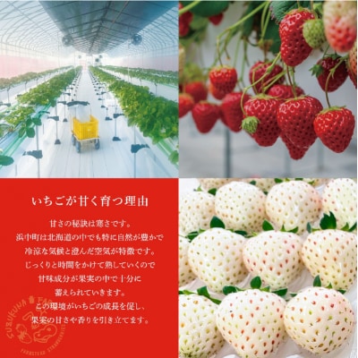 《数量限定》赤白いちごの贅沢食べ比べセット(合計2パック) BELL RICH_H0049-001