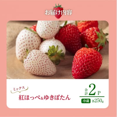 《数量限定》赤白いちごの贅沢食べ比べセット(合計2パック) BELL RICH_H0049-001