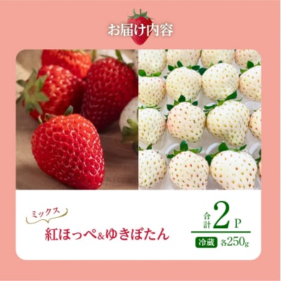 《数量限定》赤白いちごの贅沢食べ比べセット(合計2パック) BELL RICH_H0049-001