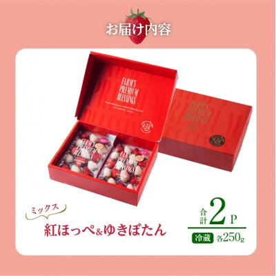 《数量限定》赤白いちごの贅沢食べ比べセット(合計2パック) BELL RICH_H0049-100