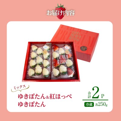 《数量限定》白いちご”ゆきぼたん”&赤白ミックスセット(合計2パック) _H0049-003