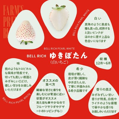 《数量限定》白いちご”ゆきぼたん”(計2パック) BELL RICH_H0049-002