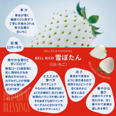 《数量限定》白いちご”ゆきぼたん”(計2パック) BELL RICH_H0049-101