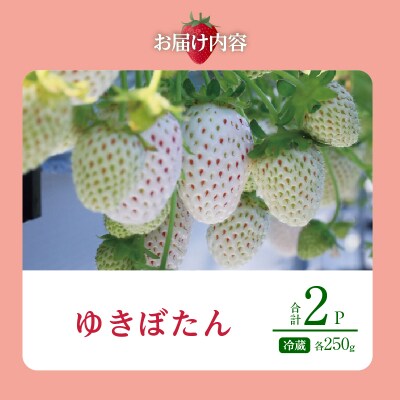 《数量限定》白いちご”ゆきぼたん”(計2パック) BELL RICH_H0049-002