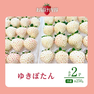 《数量限定》白いちご”ゆきぼたん”(計2パック) BELL RICH_H0049-002