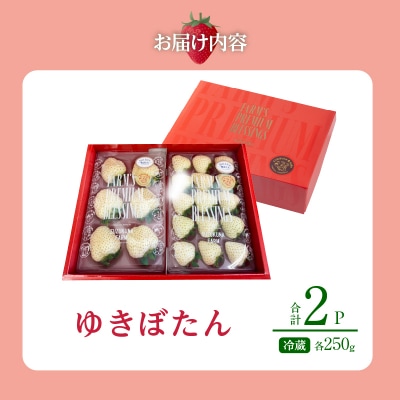 《数量限定》白いちご”ゆきぼたん”(計2パック) BELL RICH_H0049-002
