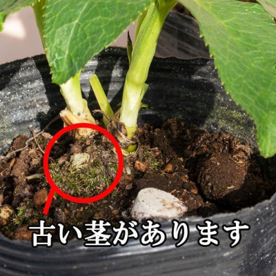 【北海道直送】クリスマスローズダブル・訳あり・3鉢セット