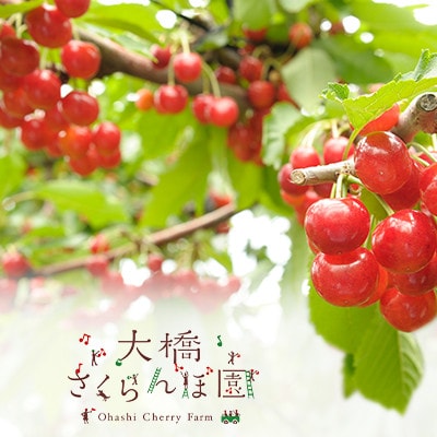 大橋さくらんぼ園　さくらんぼ狩り入園券(700円×12枚)