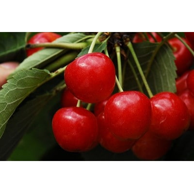 さくらんぼ 紅秀峰 バラ詰め 計2kg (500g×4パック)