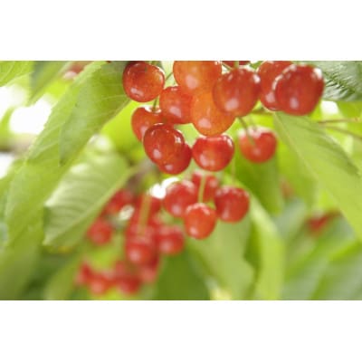 さくらんぼ 紅秀峰 バラ詰め 計2kg (500g×4パック)